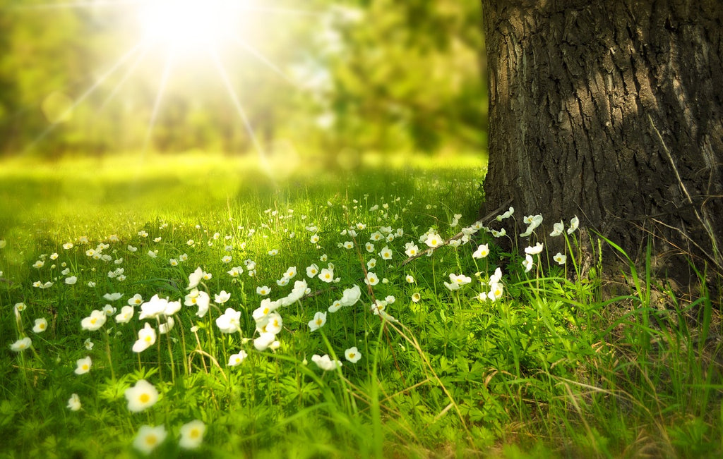 A Thousand Whispers of Nature