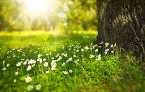 A Thousand Whispers of Nature