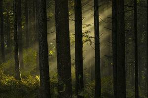 The Whispering Grove