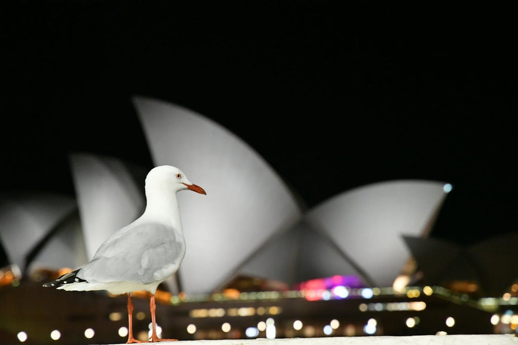 Things to Do This Summer in Sydney