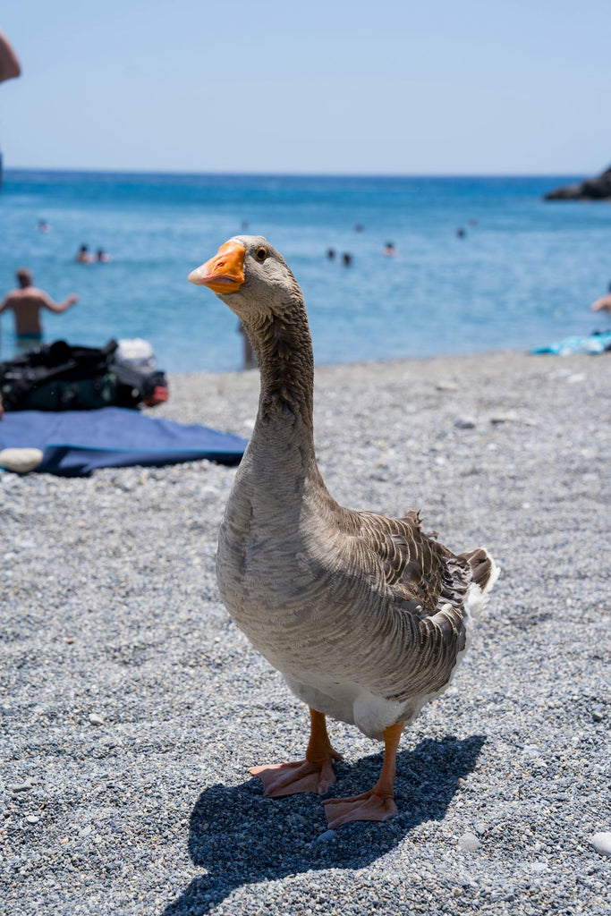 The Power of the Sea: Nature’s Therapy for Mind, Body, and Soul